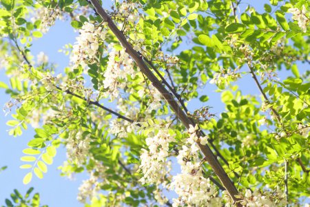 Photo for Robinia pseudoacacia during flowering - Royalty Free Image