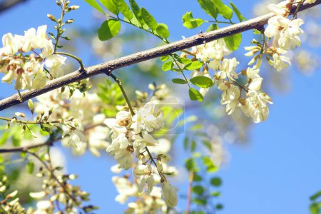 Photo for Spring Robinia pseudoacacia - tree branch with flowers. - Royalty Free Image