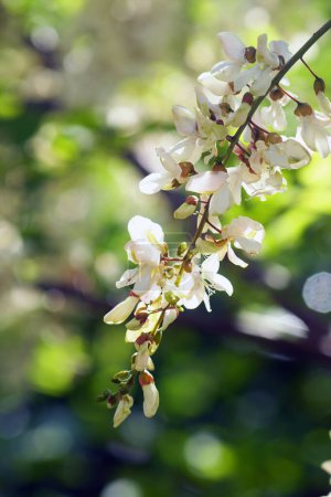 Blütenstand mit weißen Blüten des Robinienpseudoakazienbaums in Großaufnahme auf dunklem Hintergrund