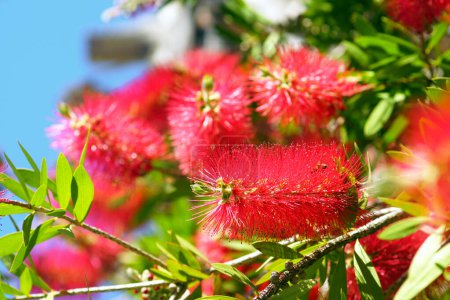 Photo for Bright red exotic callistemon flowers and bush leaves close-up - Royalty Free Image