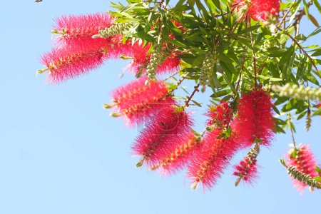 Blooming Bottlebrush: unusual red flowers with many stamens against a clear blue sky