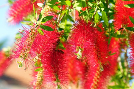 Inflorescences of the Callistemon plant from the Myrtaceae family, photographed at close range on a sunny day