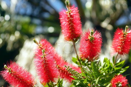 Bottlebrush in bloom: close-up of bright red flowers with many stamens