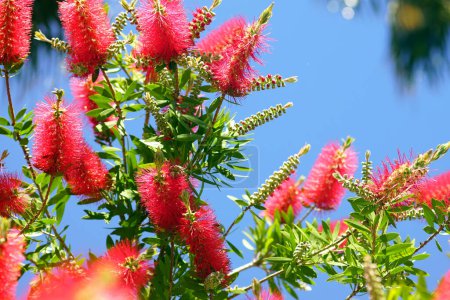 Branches of a blooming callistemon against the blue sky