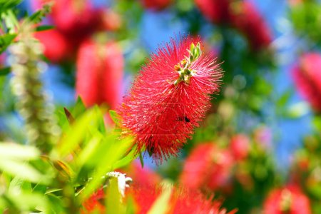 A sprig of callistemon with a beautiful red flower.