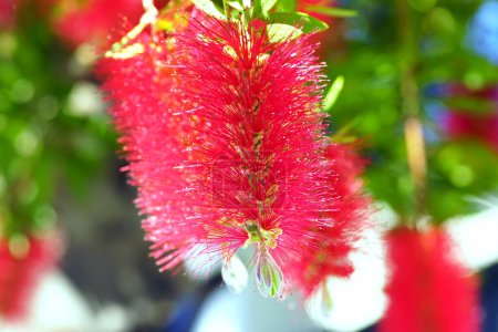 Bottlebrush plant flowers photographed on a bush on a sunny spring day in the garden.