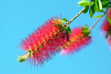 A pair of bright red flowers against a blue sky - close-up of a callistemon bush during flowering