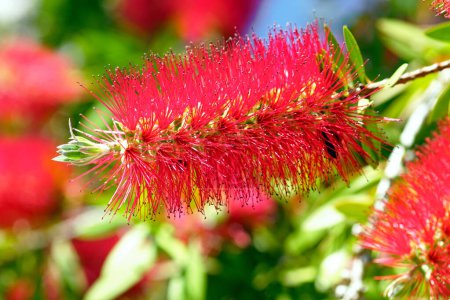 Close-up of a callistemon bush during flowering - an unusual bright red flower with many stamens.