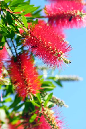 Photo for Callistemon bush flowers against a clear blue sky. Bottlebrush during flowering. - Royalty Free Image