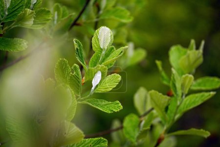 Photo for Young leaves on the branches of a Rock Whitebeam tree. Spring nature on Mount Orjen in Montenegro. - Royalty Free Image
