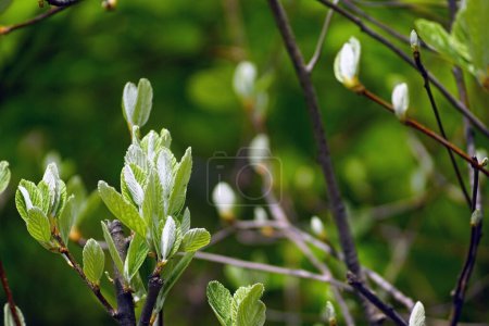 Les premières feuilles d'une espèce d'arbre rare - le faisceau blanc de roche ou Aria rupicola. Nature du mont Orjen, Monténégro.