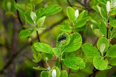 Felsenweißbuche im Frühling - junges Laub am Baum und das Insekt Cerambyx scopolii auf einem der Blätter. Frühling in den Bergen Montenegros aus nächster Nähe.