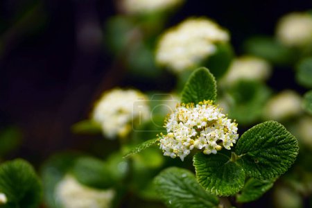 Unusual young foliage and white flowers of the Viburnum lantana shrub close-up. Nature in the mountains of Montenegro.            