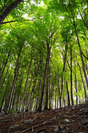 Frühlingslandschaft aus Buchenwald - hohe Bäume mit leuchtend grünem jungen Laub (Naturpark Orjen in der Nähe von Herceg Novi, Montenegro)