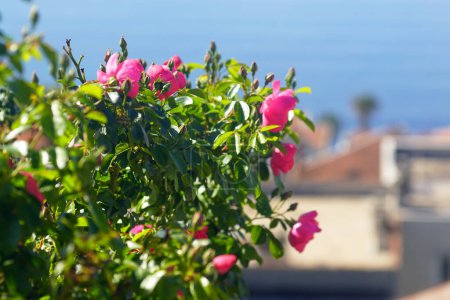 Blooming pink climbing roses in a garden on the Mediterranean coast.