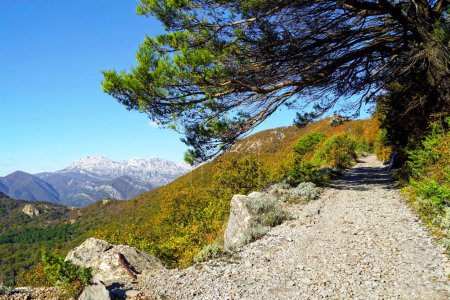 Macadam in the mountains: a bright landscape with a road, autumn trees, spreading pine and mountains with snow-capped peaks, taken on Mount Vrmac in Montenegro