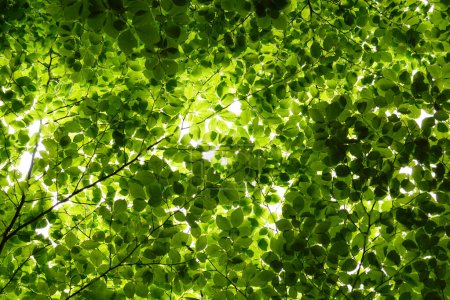 Tapis de feuilles vertes : couronnes de hêtres au feuillage printanier frais, vues d'en bas.