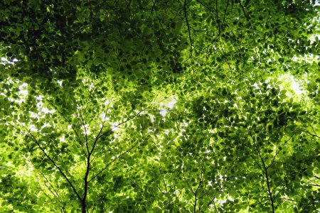 Branches de hêtre au feuillage vert vif - vues de bas en haut.