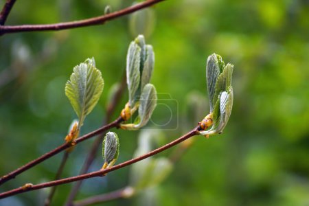 Ramas de un árbol de vigas blancas de roca (Aria rupicola) con las primeras hojas que aún no han florecido. Primavera en las montañas montenegrinas.