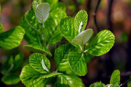 Jeunes feuilles ensoleillées de l'arbre Aria rupicola, également connu sous le nom de faisceau blanc de roche. Printemps dans les montagnes du Monténégro close-up.