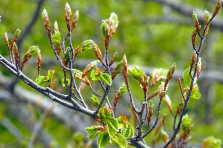 Branche de hêtre avec de jeunes feuilles émergeant des bourgeons. Printemps dans le parc naturel d'Orjen, Monténégro.