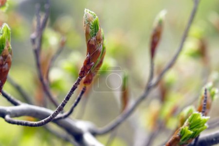 Beech buds with first leaves - close-up of a tree branch.