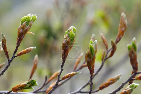 Frühjahrsbuche: Knospen mit Blättern aus nächster Nähe. Erwachen der Natur in den Bergen Montenegros.