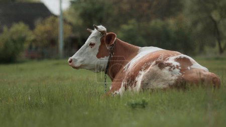 Foto de Cos grazing freely on grass, environmentally friendly cattle grazing. - Imagen libre de derechos