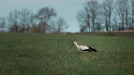 Foto de Stork walking on wheat field and looking for forage. Spring rural scene, countryside - Imagen libre de derechos