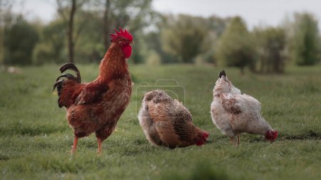 Foto de Young chickens and roosters walk free-range and peck grass. Poultry farming, home farm. Domestic birds. Organic farming Concept. - Imagen libre de derechos