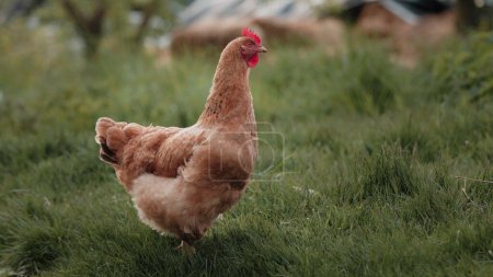 Foto de Young chickens and roosters walk free-range and peck grass. Poultry farming, home farm. Domestic birds. Organic farming Concept. - Imagen libre de derechos