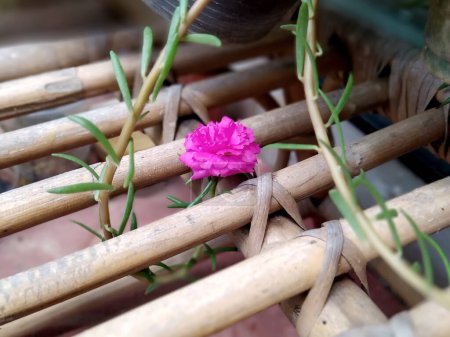 Téléchargez les photos : Beautiful Portulaca Grandiflora. Moss Rose is lovely. - en image libre de droit