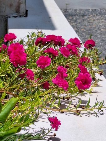 Beautiful Moss Rose blooming on a cement fence.