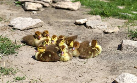 Téléchargez les photos : Little domestic ducklings are sitting on green grass. Cute newborn tiny ducklings. Agriculture, poultry farm. - en image libre de droit