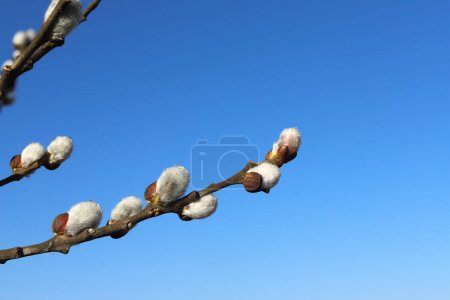 Photo for Willow branches with fluffy earrings against the background of a deep blue spring sky with drops of morning dew on a sunny spring morning. Easter festive mood Easter. - Royalty Free Image