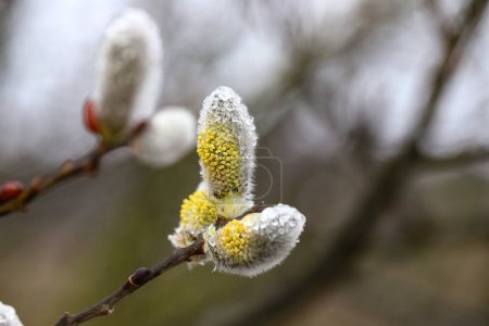 Photo for Willow branches with fluffy earrings on a cloudy spring morning with drops of morning dew. Easter festive mood Easter. - Royalty Free Image
