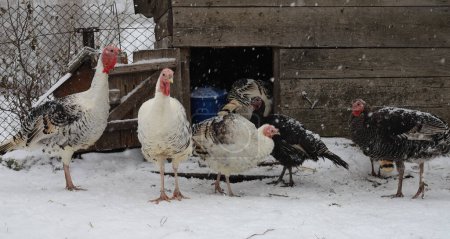 Foto de Una bandada de pavos blancos en un primer plano del patio de invierno. pavos de campo libre. Escena rural con aves domésticas. - Imagen libre de derechos