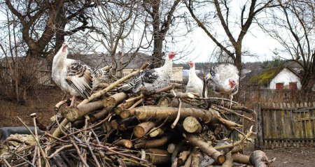 Foto de Una bandada de pavos blancos en un primer plano del patio de invierno. pavos de campo libre. Escena rural con aves domésticas. - Imagen libre de derechos