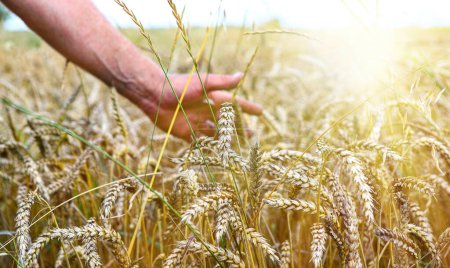 Close-up of farmer's hands touching ears of golden wheat. Beautiful nature sunset landscape. Background of ripening ears of wheat field meadow. Concept of bountiful harvest, world food crisis.