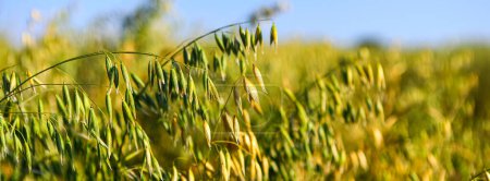 Un champ de jeunes avoines vertes en gros plan dans les rayons du soleil matinal. Concept de bonne récolte, agriculture, crise alimentaire mondiale.