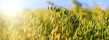 A field of young green oats close-up in the rays of the morning sun. Concept of good harvest, agriculture, world food crisis.