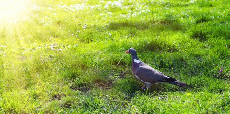 Eine Taube sitzt mit einem Zweig im Schnabel auf dem grünen Gras einer Wiese in den Morgenstrahlen der Sonne. Eine Taube sammelt Äste, um ein Nest zu bauen.