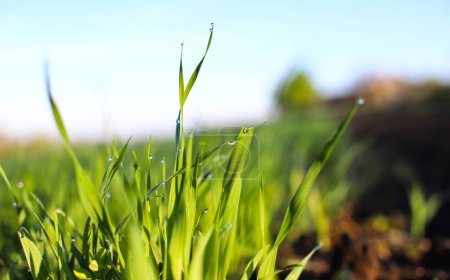 Young green sprouts of sprouted wheat in a field in the morning dew and changing spring-summer sun. The concept of a good harvest, agriculture. World food crisis.