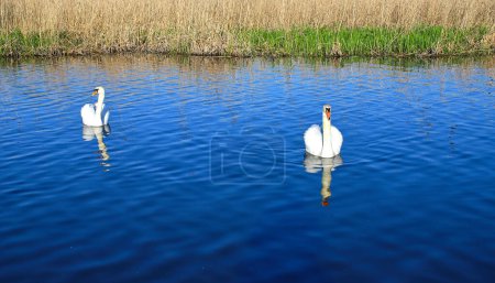 A pair of great white whooper swans swims in a lake with reflection in the water. Beautiful, noble, large white birds. The wild nature.
