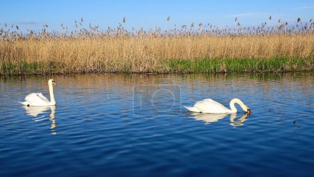 Un par de grandes cisnes blancos nadan en un lago con reflejos en el agua. Hermosos, nobles, grandes pájaros blancos. La naturaleza salvaje.
