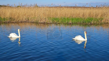 A pair of great white whooper swans swims in a lake with reflection in the water. Beautiful, noble, large white birds. The wild nature.