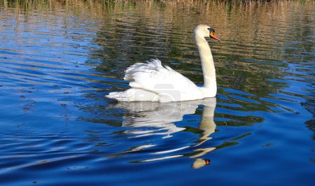 Un grand cygne chanteur blanc nage dans un lac avec son reflet dans l'eau. Un bel oiseau noble et blanc. La nature sauvage.