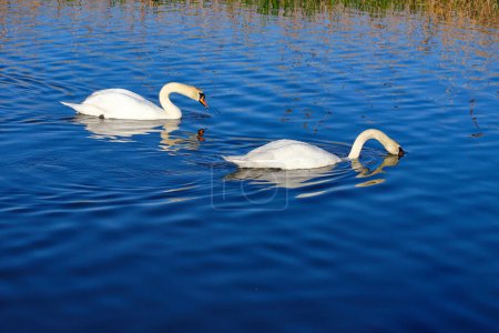 A lone great white whooper swan swims in a lake with its reflection in the water. A beautiful, noble, large white bird. The wild nature.