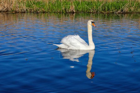 A lone great white whooper swan swims in a lake with its reflection in the water. A beautiful, noble, large white bird. The wild nature.