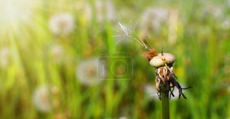 Photo for Green field with white umbrellas, dandelion parachutes. Close-up of white parachutes on the ground, in the rays of the morning sun. Medicinal plant. - Royalty Free Image